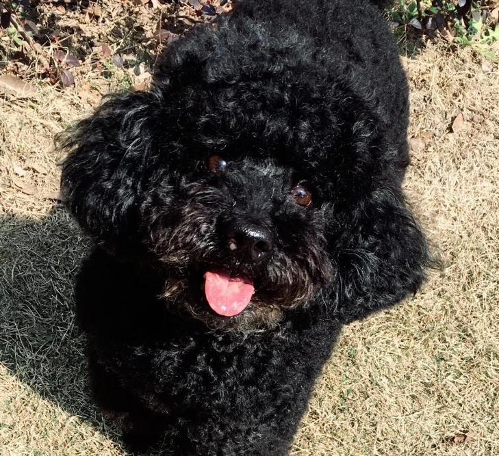 I heard not many people have black teddy dogs?